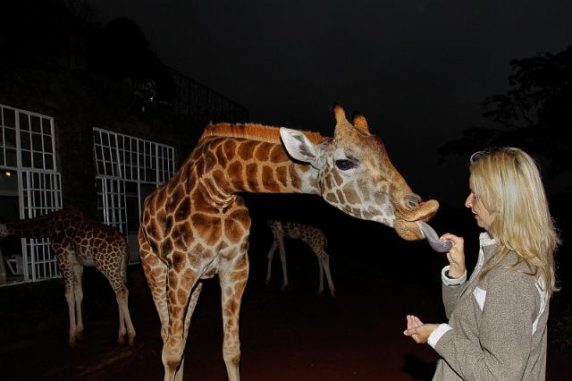 004 Kenia, Nairobi, Giraffe Manor.jpg